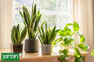 5 especies que resisten todo, incluso tus olvidos