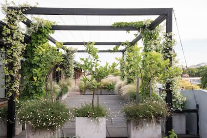 Plantas trepadoras como los jazmines de leche suben por la pérgola. Con el tiempo, cubrirán las vistas y terminarán de conformar un espacio íntimo.
