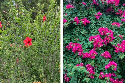 Plantas tropicales o subtropicales como el hibisco (Hibiscus rosa-sinensis) y la buganvilla (Bougainvillea spp.) pueden sufrir daños graves si se podan antes del invierno
