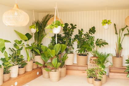 Plantas tropicales para elegir, con canastos de fibras naturales.