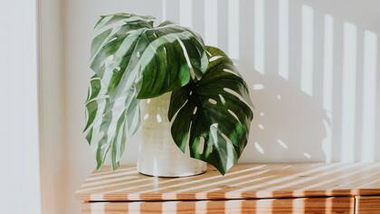 Plantas y luminosidad: dos elementos que contribuyen a mejorar la calidad de los espacios.