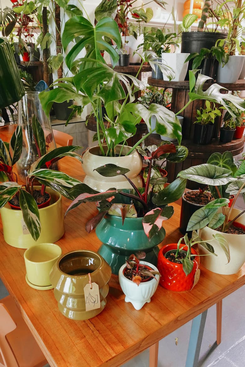 De vender lombrices a crear un vivero con café