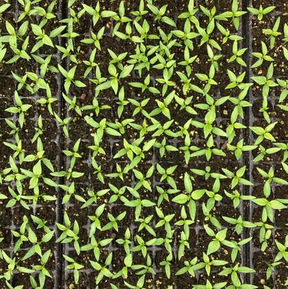 Plantines de chiles en pleno crecimiento.