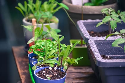 Plantines de distintas hierbas para usar cotidianamente