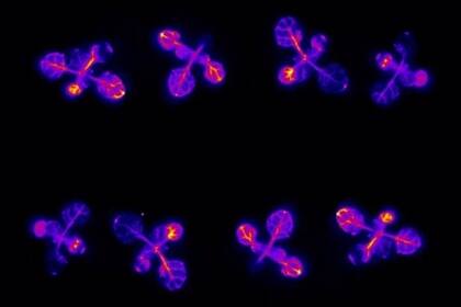 Plántulas que expresan un gen de luciérnaga emisor de luz controlado por el ritmo circadiano de la planta