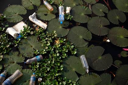 PLASTICO: botellas de agua desechadas contaminan un canal en Kuttanadu, estado de Kerala, India. Conocida por sus vastos arrozales, es una de las pocas regiones donde la agricultura se lleva a cabo por debajo del nivel del mar