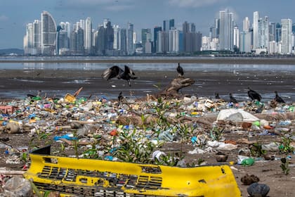 Varios buitres se ven sobre la basura, incluidos los desechos plásticos, en la playa del barrio Costa del Este en la ciudad de Panamá.