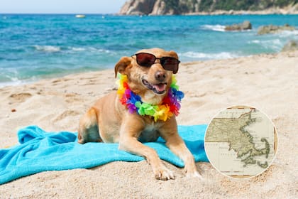 Playas como Revere Beach y Nantasket figuran entre las 17 zonas costeras restringidas para mascotas hasta el 15 de septiembre