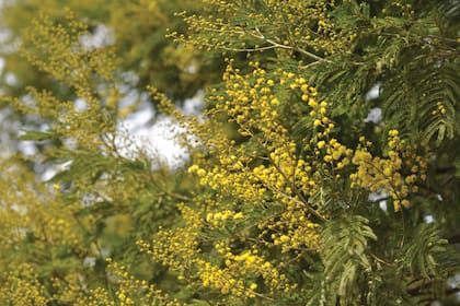 Plena floración de un aromo francés (Acacia dealbata). La copa de este árbol es redondeada.