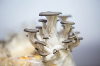 Pleurotus ostreatus, conocido como hongo ostra o gírgola.