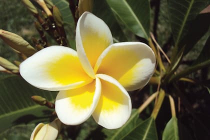 Plumeria rubra