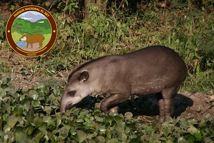 El tapir aparece en el logo del PN Rey y se caracteriza por adaptarse fácilmente a nuevos ambientes y dietas.