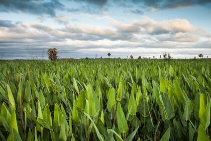PN Río Pilcomayo, Formosa.