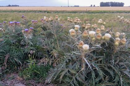 Poblaciones de cardos de Castilla con flores azules y blancas.
