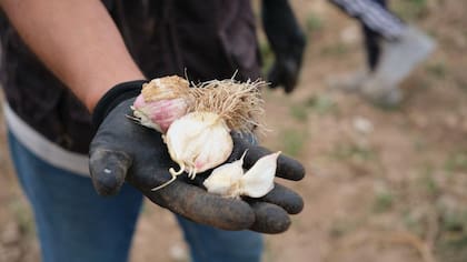 Poblaciones migrantes llevaron el ajo a sitios nuevos durante el siglo XX
Getty Images