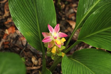 Pocas personas imaginan que este rizoma picante esconde una flor digna de un jardín tropical