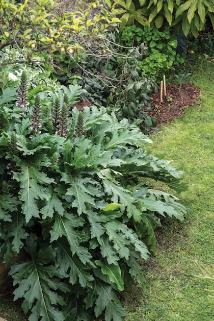 Pocas plantas ofrecen un follaje tan escultórico como Acanthus molli
