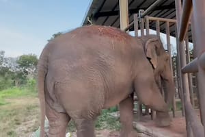 La elefanta que protagonizó el histórico traslado al santuario de Mato Grosso