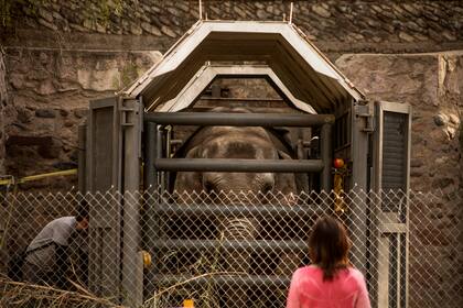 Pocha y Guillermina fueron entrenadas durante meses en el uso de las cajas transportadoras