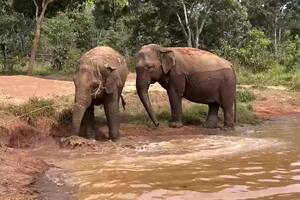 Pocha, Guillermina y la dignidad devuelta a dos elefantas entrañables