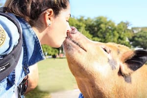 Pochi, la mini pig que le cambió la vida a Julieta