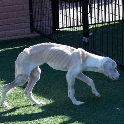 Poco a poco, Renlo empezó a mejorar.