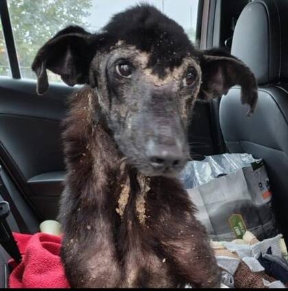 Poco a poco, Simba recuperó las ganas de vivir.