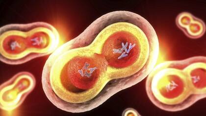 Poco después de que Hayflick descubrió que las células son mortales, se percató de que si extraes un poco cada vez que se dividen y las congelas, teóricamente una sola fuente puede proporcionar un suministro casi ilimitado