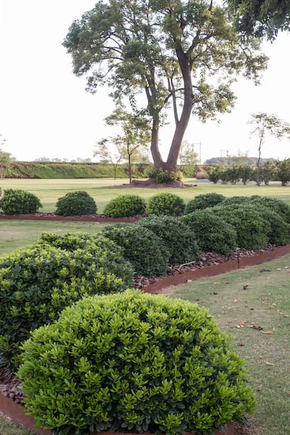 Poco exigente en cuanto al suelo, se recomienda realizar abonos orgánicos periódicos.