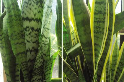 Poco exigentes, la Sansevieria trifasciata (izquierda) y Sansevieria trifasciata 'Laurentii' (derecha), son originarias de África tropical, plantas muy útiles para purificar el aire de los interiores.