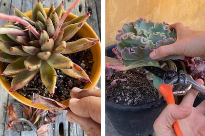 Podar hojas secas o afectadas por arañuelas y, si es necesario, decapitar, son tareas de otoño en cactus y suculentas