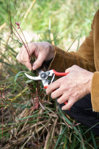 Podar no es sólo cortar —es acompañar la vida del jardín, equilibrar sus formas y renovar su energía natural