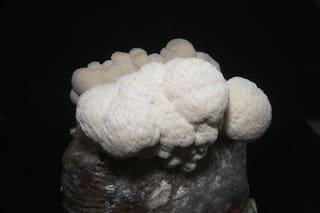 ¿Qué tiene de maravilloso la melena de león?