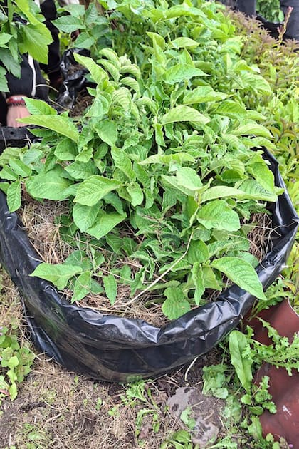 Podés cultivar tu propio lote de papas o papines en el balcón dentro de una bolsa