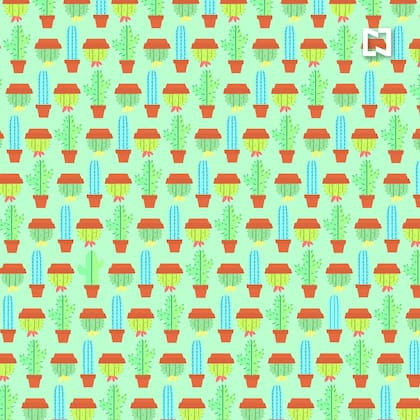 ¿Podés encontrar los cuatro cactus sin espinas?