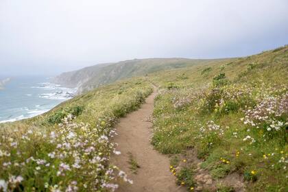 Point Reyes es conocido por su impresionante península, playas vírgenes y abundante vida silvestre