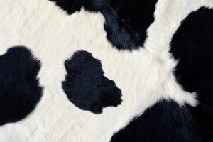 Investigadores argentinos crearon una batería de litio con pelos de vacas