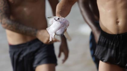 Polémica por el futbolista que mató a un tiburón en extinción con un arpón sólo para divertirse. Foto: http://www.laopinion.es/
