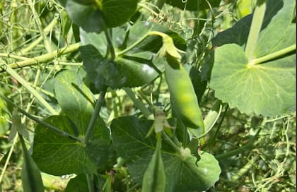 Poletti agrega que, “en muchos lotes, los problemas productivos comenzaron en la siembra con exceso de humedad en invierno”