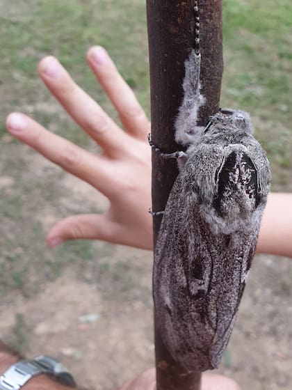 Polilla gigante de la madera encontrada en Brisbane (Facebook)