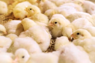 Una empresa de Texas logró incubar pollitos en “cáscaras de huevo” impresas en 3D