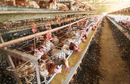 El grupo de investigación sostuvo como hipótesis que el origen de la viruta de madera puede ser la causa, ya que proviene de aserraderos productores de postes que utilizan como preservantes los elementos hallados