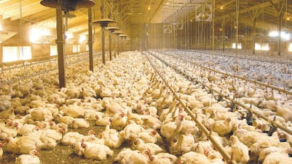 Pollos maduros en un criadero de Iowa, Estados Unidos