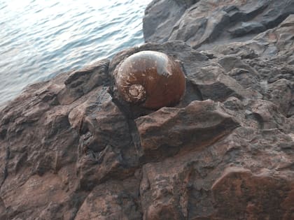 Pomacea megastoma o caracol gigante de río