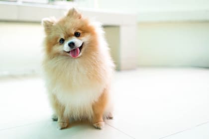 Pomeranian
