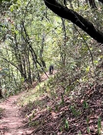 Poncho De Nigris logró captar al oso que los perseguía