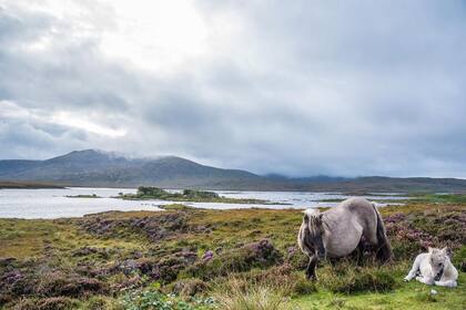 Ponis salvajes en las Islas Hébridas Exteriores (Foto: Instagram @visitouterhebrides)