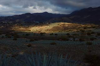 Popularidad del mezcal aumenta en EEUU y deja un impacto ambiental cada vez mayor en México