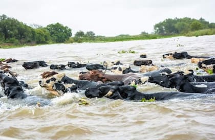 Por arreo, a nado o en barcazas, los ganaderos tratan de evacuar su hacienda