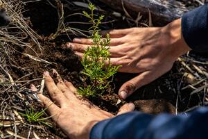 Plantaron 5000 árboles nativos en zonas afectadas por los incendios en el Cerro Catedral